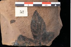 Foto (Detailansicht) von Xylomites lignitum Ettingshausen (NHMW-GEO-2024-0188-0052b)